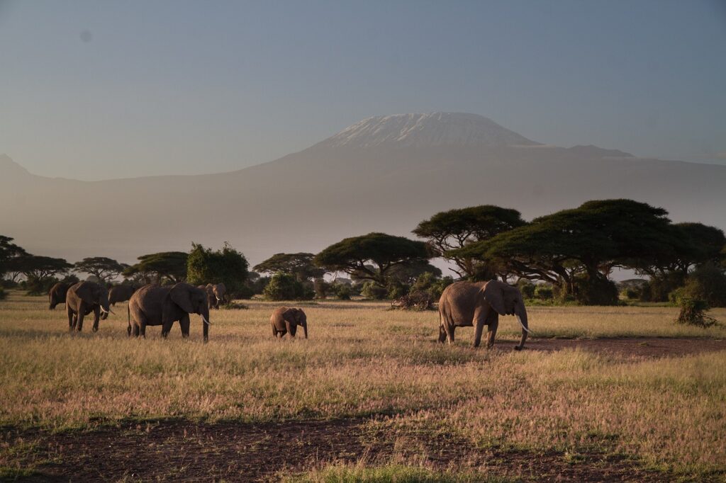 Amboseli National Park