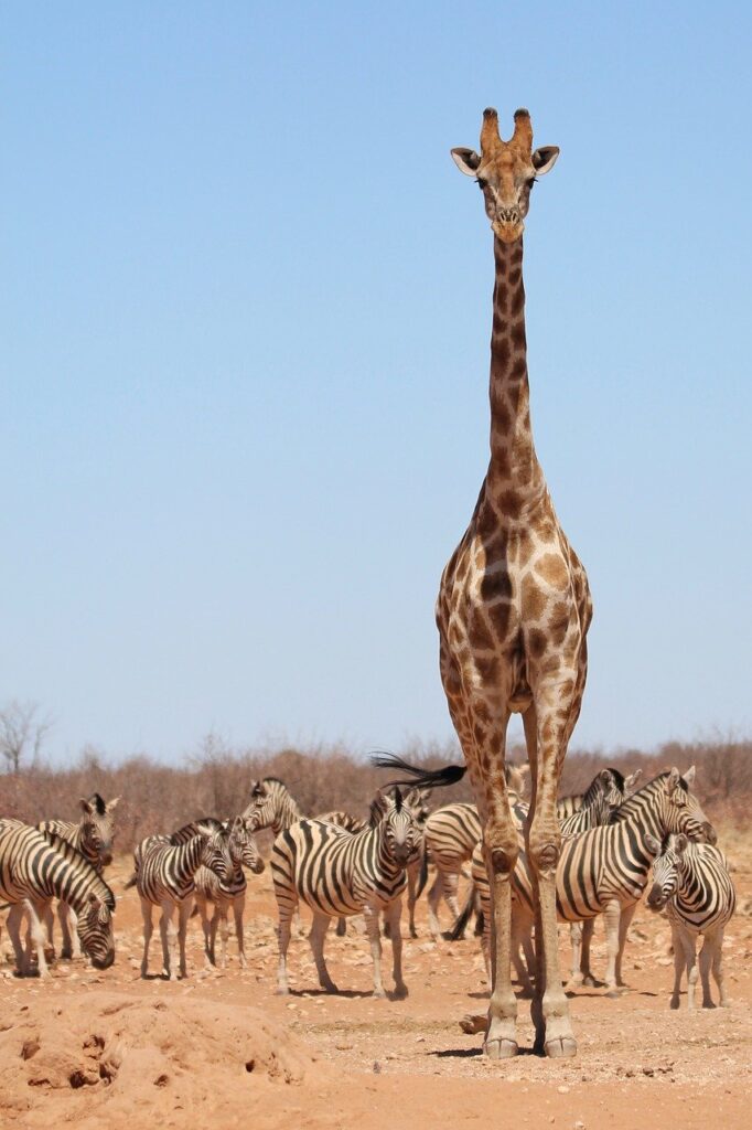 Samburu