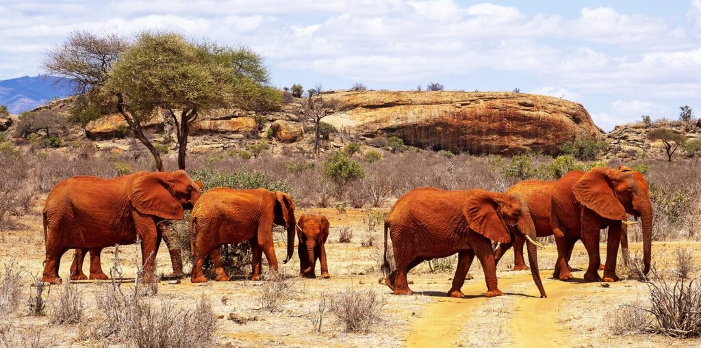 Tsavo East and West National Parks