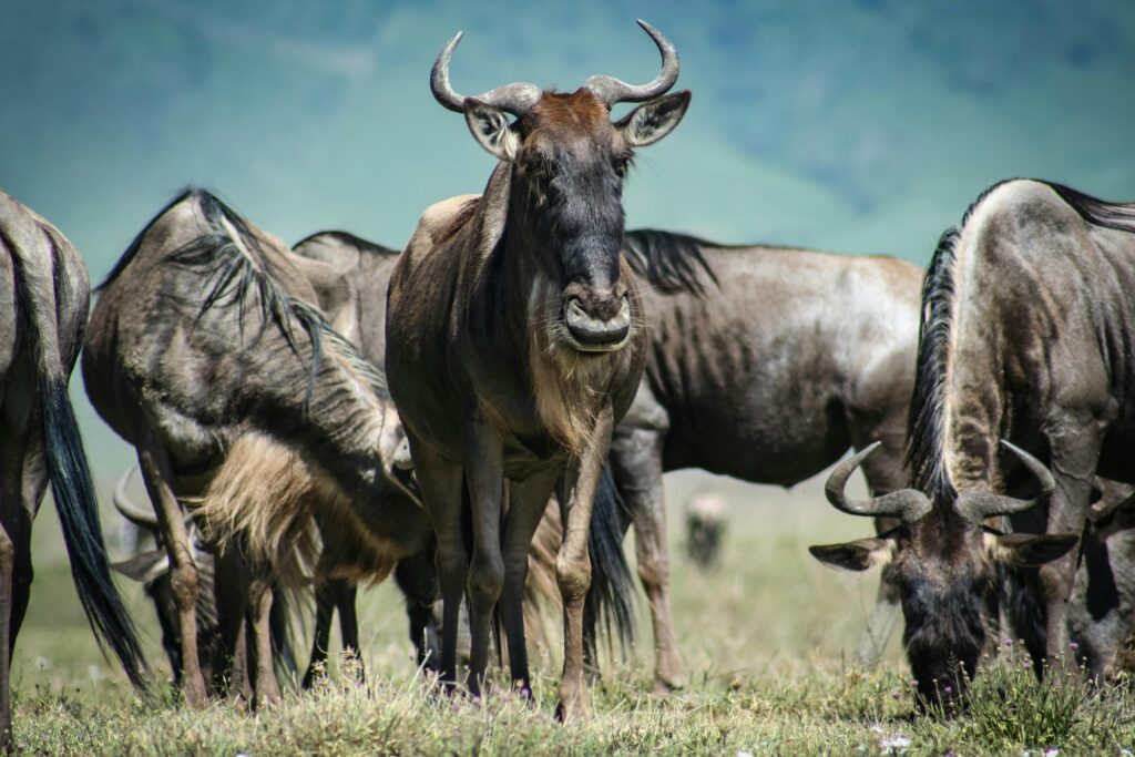 Maasai Mara National Reserve