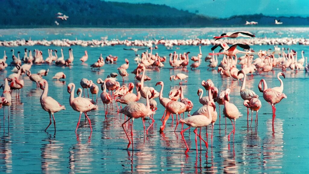 Lake Nakuru National Park