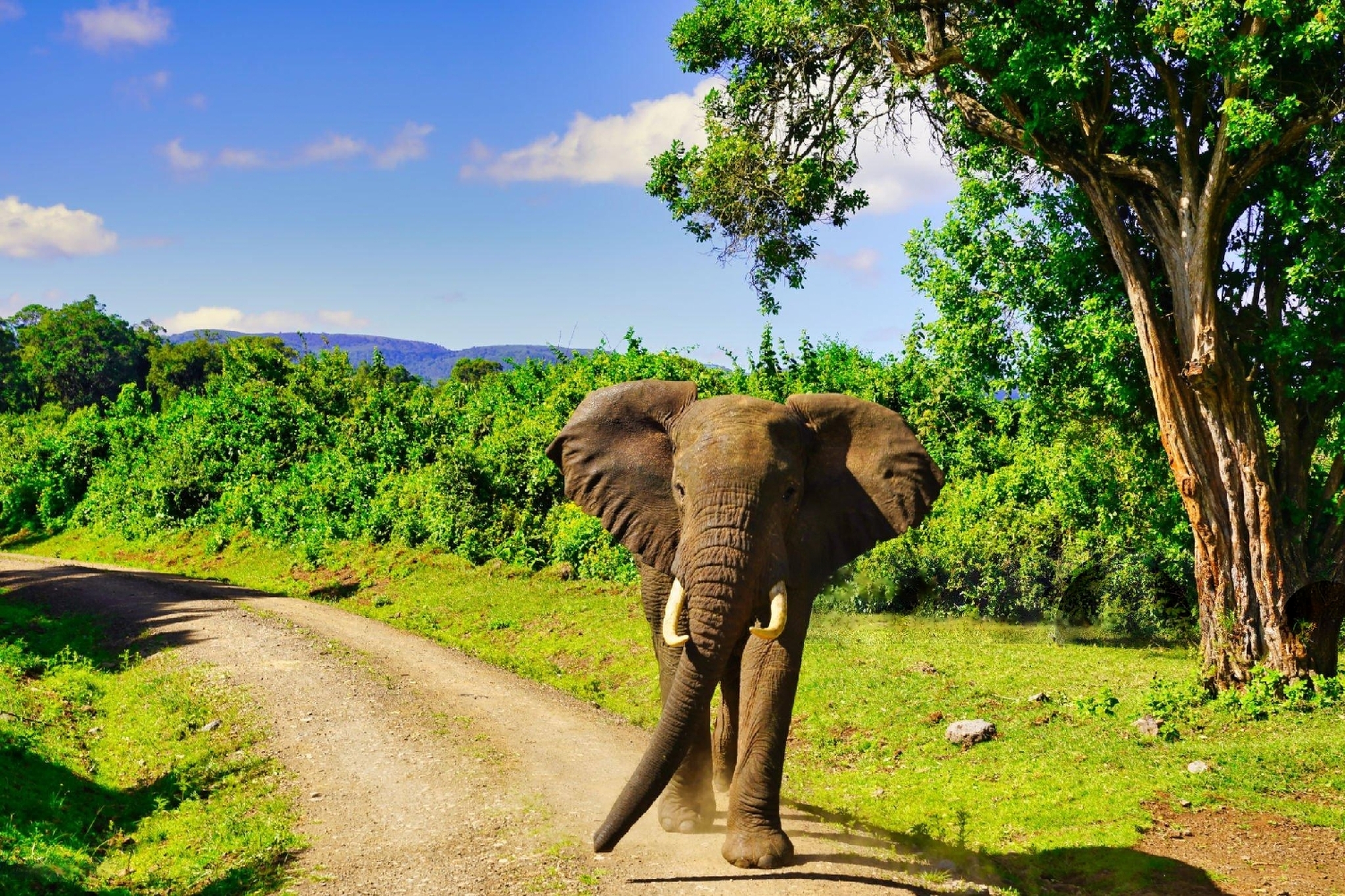 Amboseli National Park Image 1
