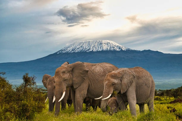 Amboseli National Park Image 2