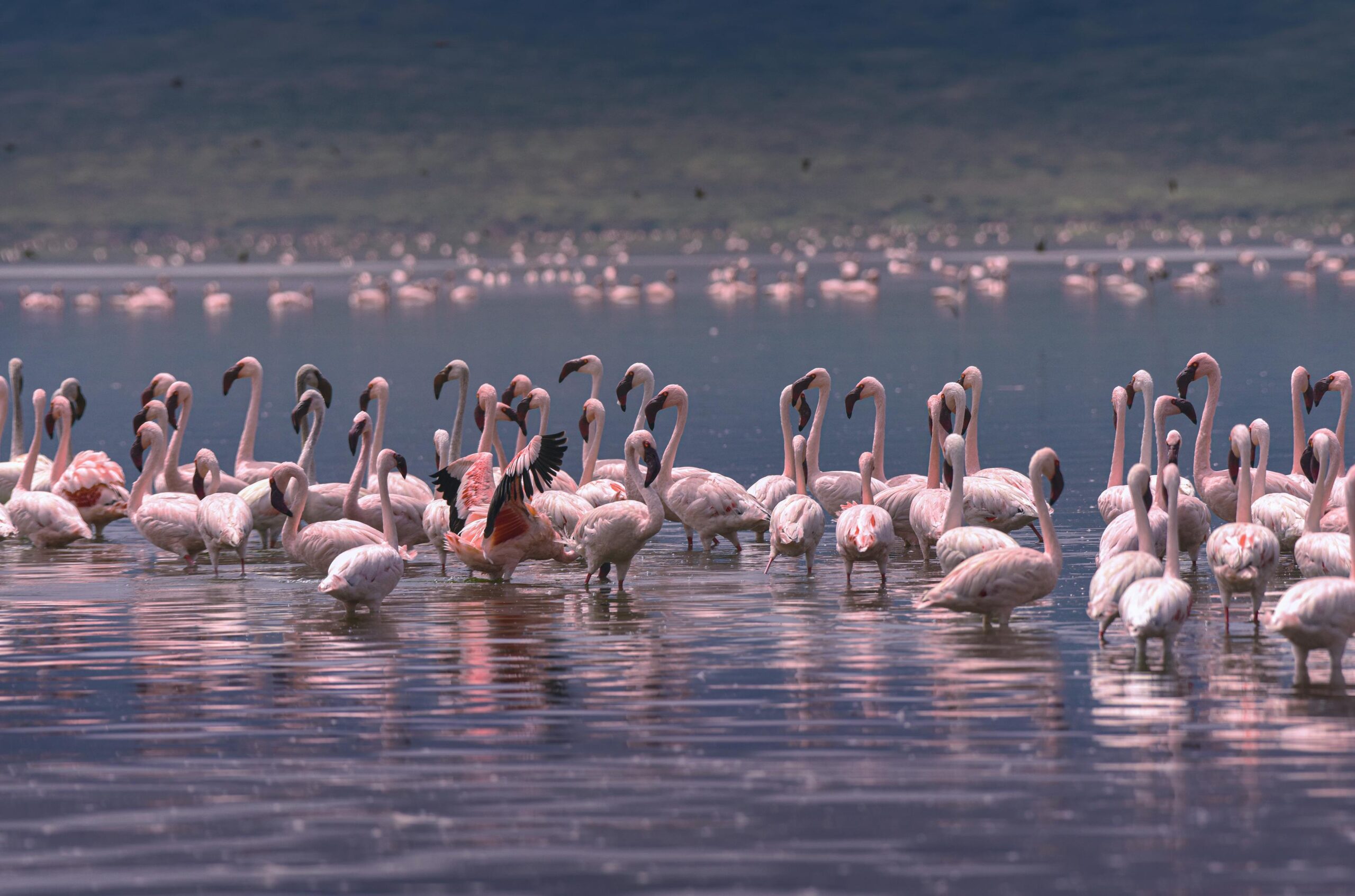 Lake Nakuru Flamingos